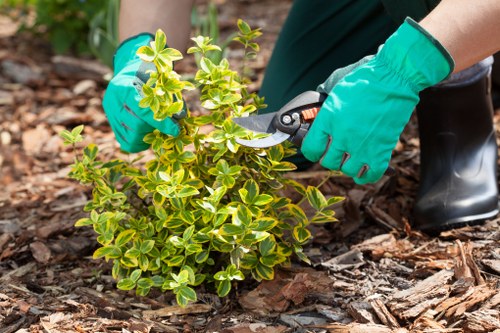 Gardener trimming a hedge with professional tools